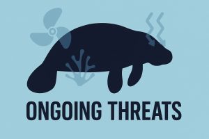 The Threats That Still Challenge Florida’s Sea Cows