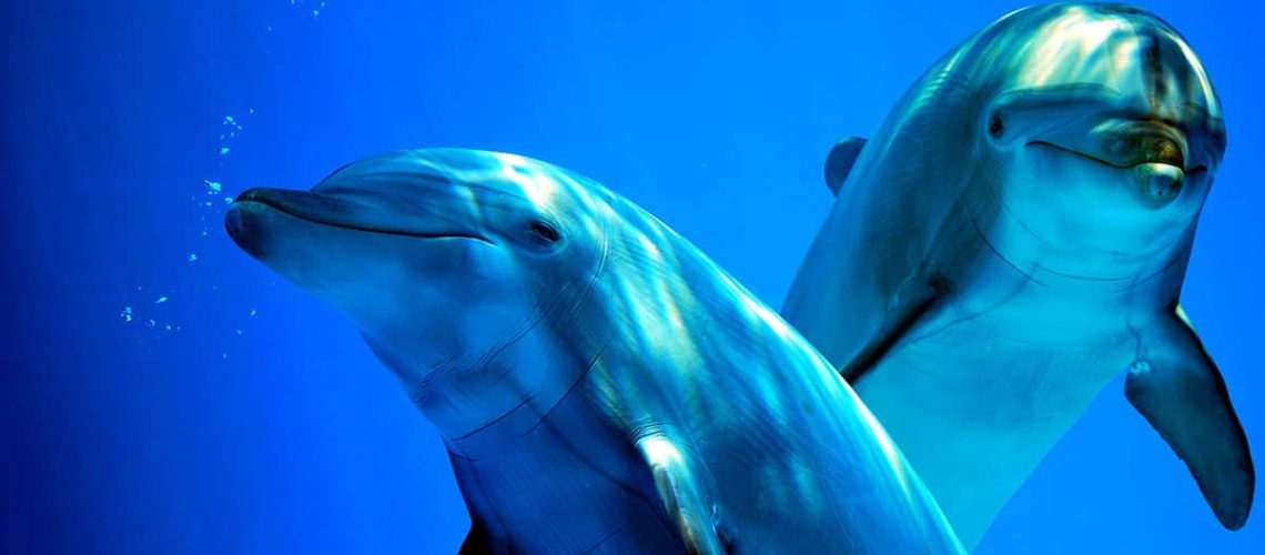Differences between Dolphins and Porpoises